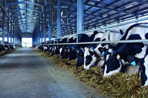 5 Lợi ích bất ngờ từ quạt trang trại bò sữa cần biết