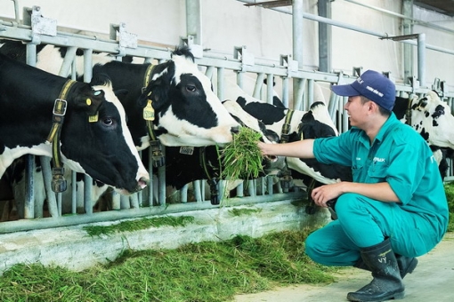 Cung cấp khí tươi mát từ quạt trang trại bò sữa