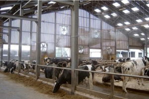 Giải pháp thông gió làm mát cho trang trại bò sữa