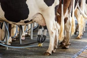 Cách làm mát trang trại bò sữa hiệu quả nên thử!