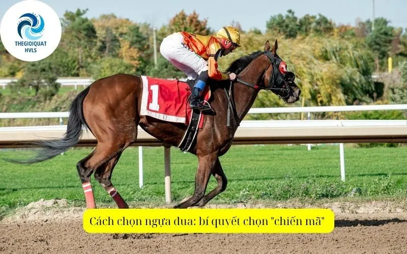 Cách chọn ngựa đua: bí quyết chọn 