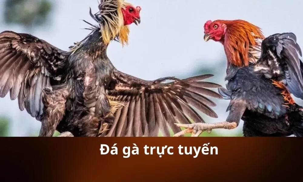 Đá gà trực tuyến
