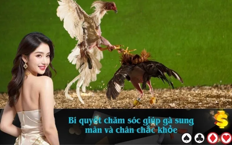 Bí quyết chăm sóc giúp gà sung mãn và chân chắc khỏe