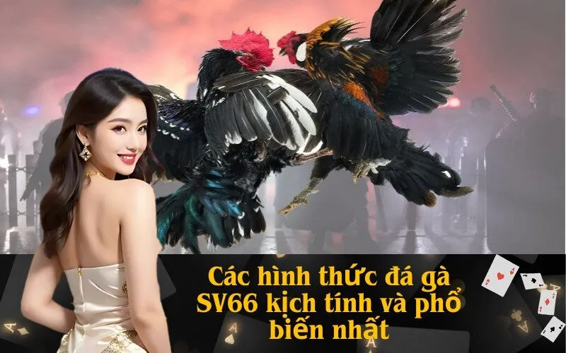 Các hình thức đá gà SV66 kịch tính và phổ biến nhất