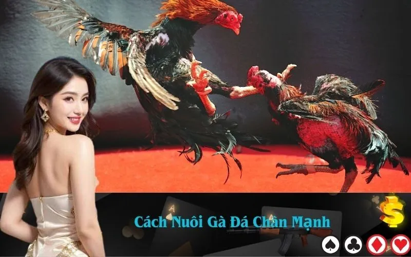 Cách Nuôi Gà Đá Chân Mạnh