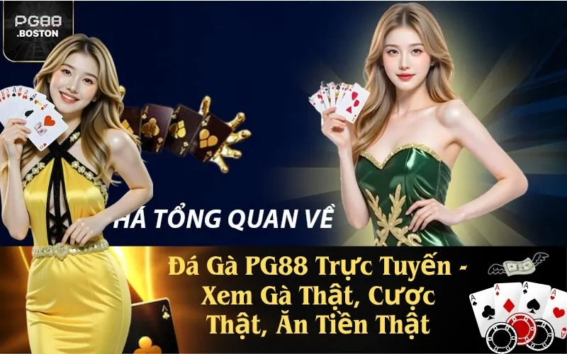 Đá Gà PG88 Trực Tuyến - Xem Gà Thật, Cược Thật, Ăn Tiền Thật