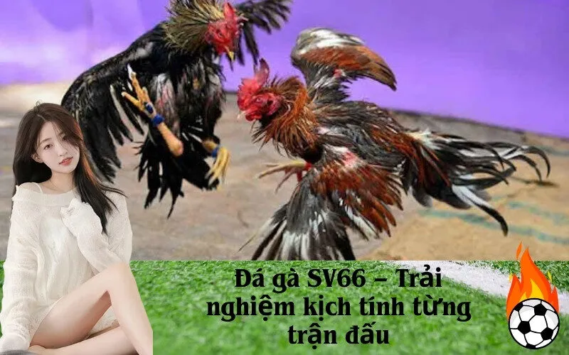 Đá gà SV66 – Trải nghiệm kịch tính từng trận đấu