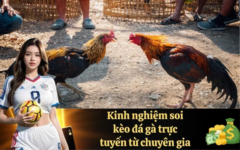Kinh nghiệm soi kèo đá gà trực tuyến từ chuyên gia