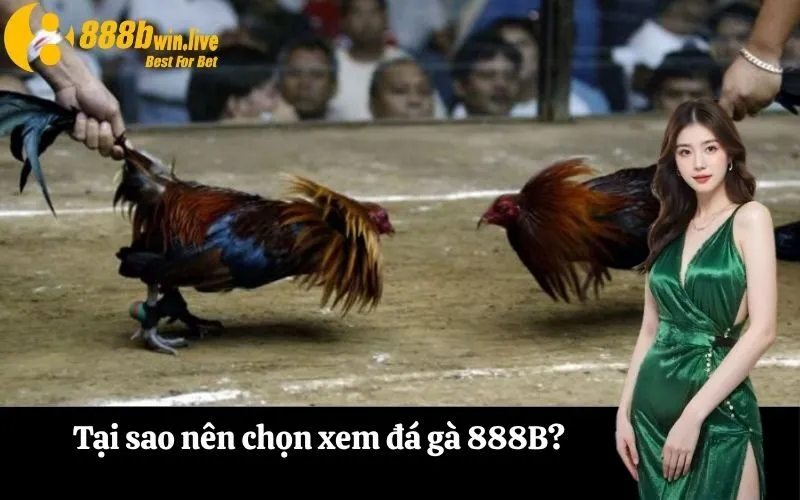 Tại sao nên chọn xem đá gà 888B?